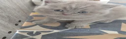 British Shorthair cats for sale: Full british shorthair kittens - Advert 8