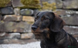 Dachshund dogs for stud: **KC Working Teckle for Stud** in Sheffield - Image 1