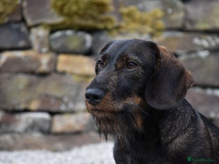 Dachshund dogs in Sheffield - Advert 13