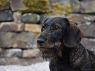 Dachshund dogs **KC Working Teckle for Stud** in Sheffield - Advert 11