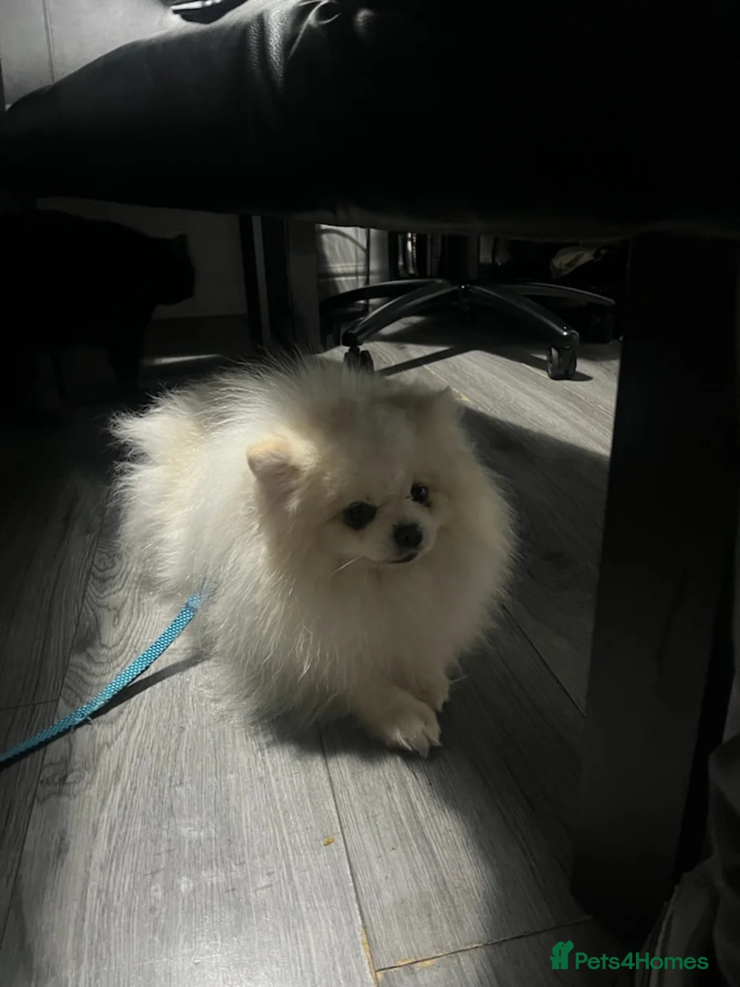 Pomeranian dogs for sale:  Pomeranian boy  in Colchester - Advert 2