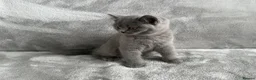 British Shorthair cats for sale: Only 1 Adorable British Shorthair boy left - Advert 12