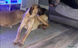 Great Dane dogs for sale: KC Reg Great Dane Female  - Image 18
