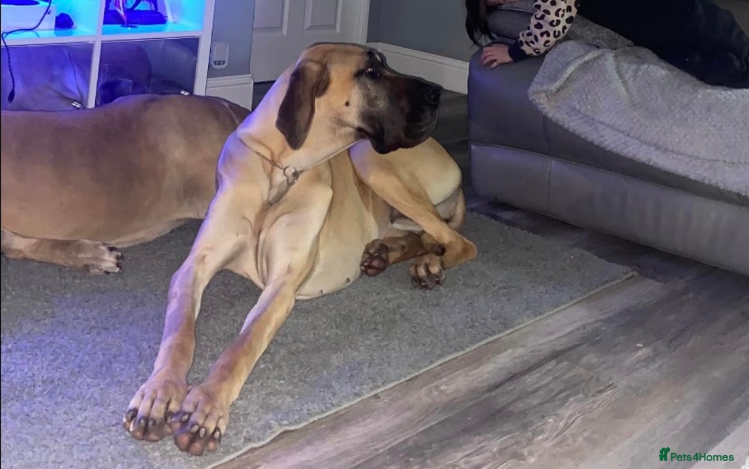 Great Dane dogs for sale: KC Reg Great Dane Female  - Image 18