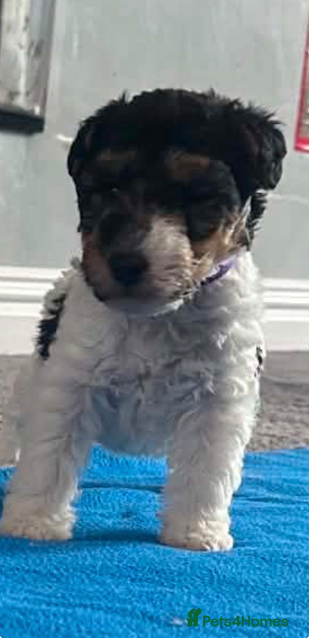 Fox Terrier dogs for sale: Wire haired fox terrier - Advert 26