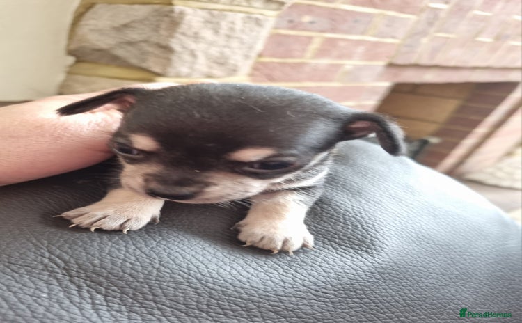 Chihuahua dogs - Advert 4