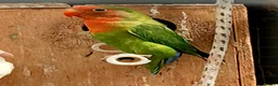 Lovebirds birds for sale: Lovebirds - Advert 10