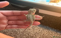 Dragon reptiles for sale: Viticans dragon - Image 16