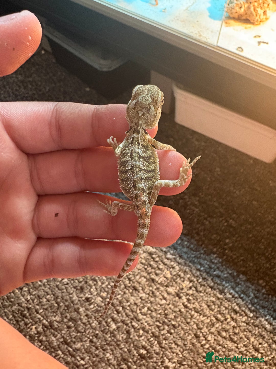 Dragon reptiles for sale: Viticans dragon - Image 16