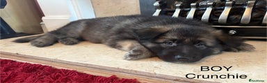 German Shepherd (Crunchie)