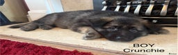 German Shepherd dogs for sale: German Shepherd Puppies - Advert 7