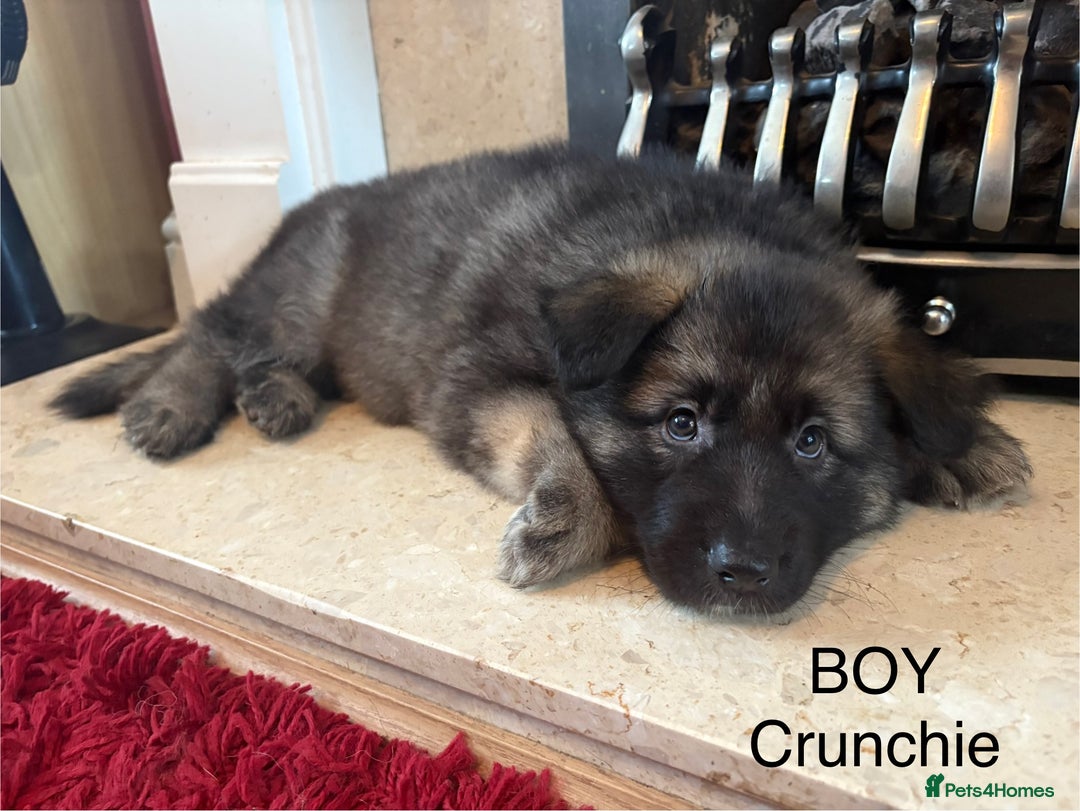 German Shepherd dogs for sale: German Shepherd Puppies - Advert 7