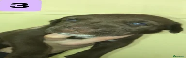 FEMALE 3, CHOCOLATE