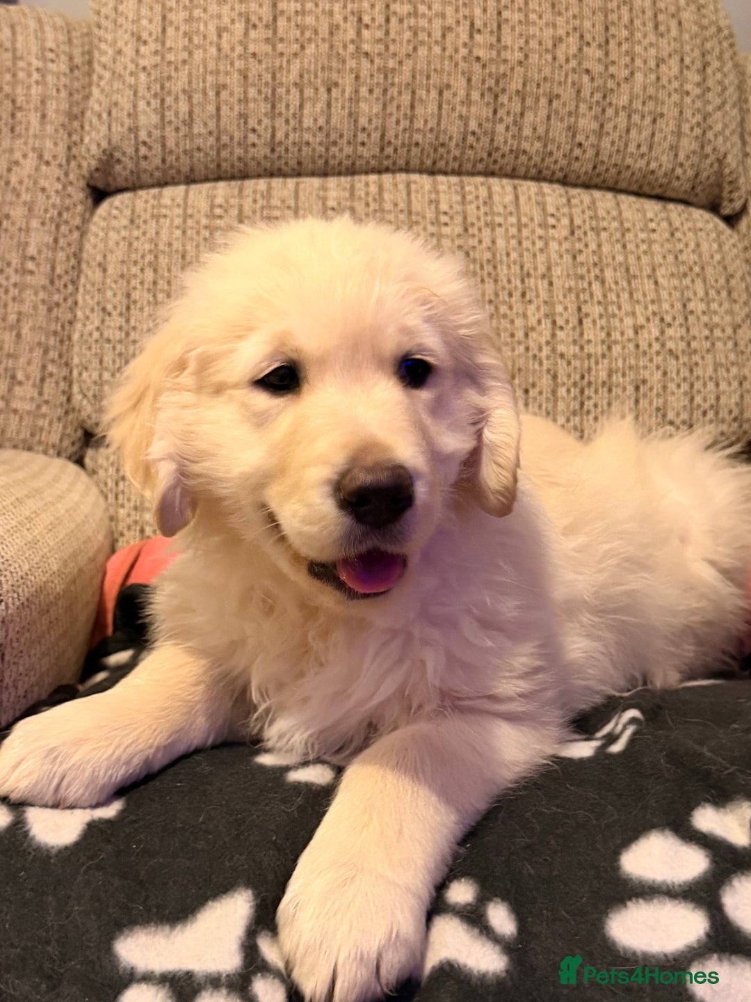 Golden Retriever dogs for sale: Fluffy Bears ready to go. Xx - Advert 5