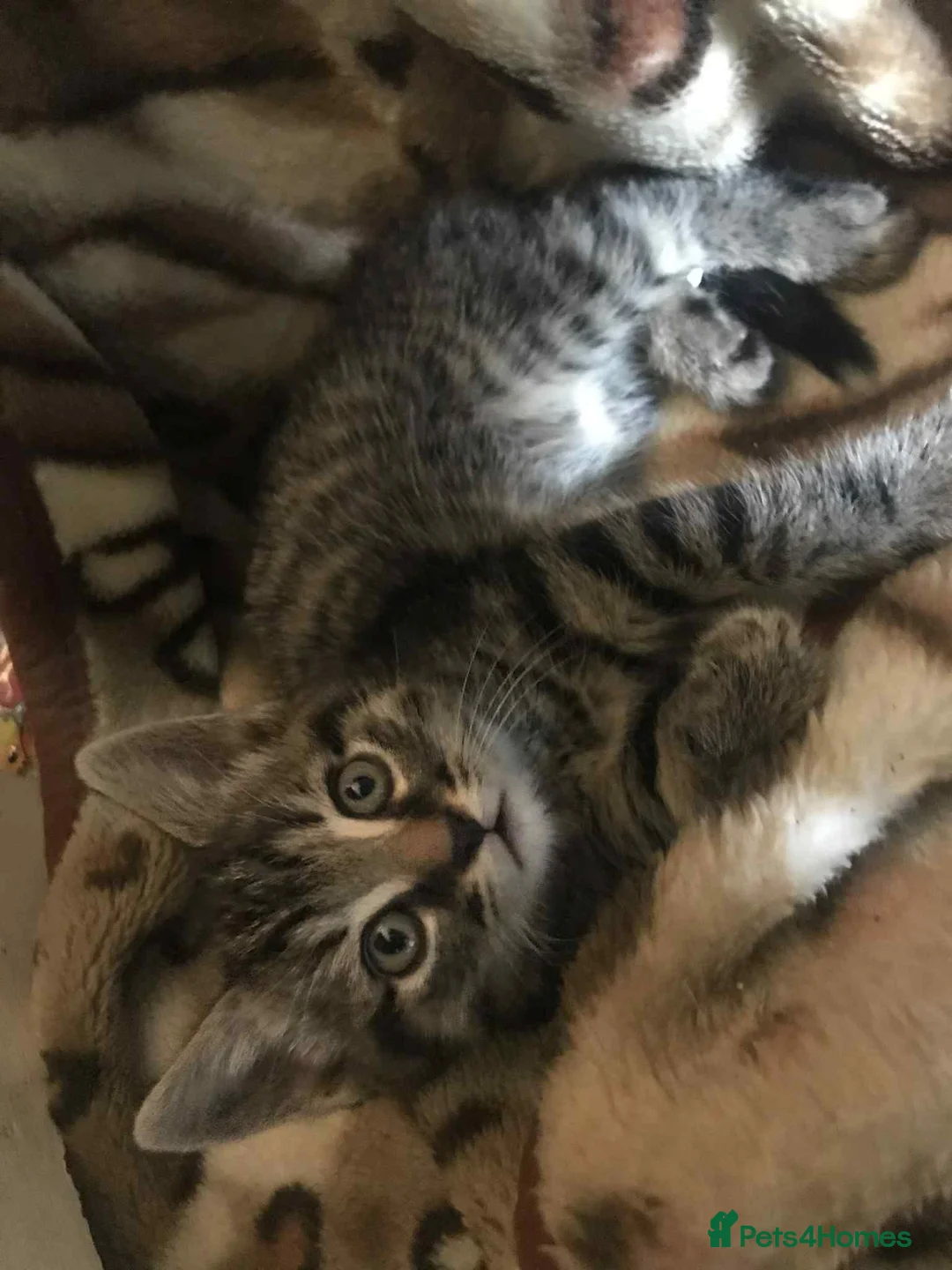 Mixed Breed cats for sale: 4 beautiful kittens for sale  - Advert 24
