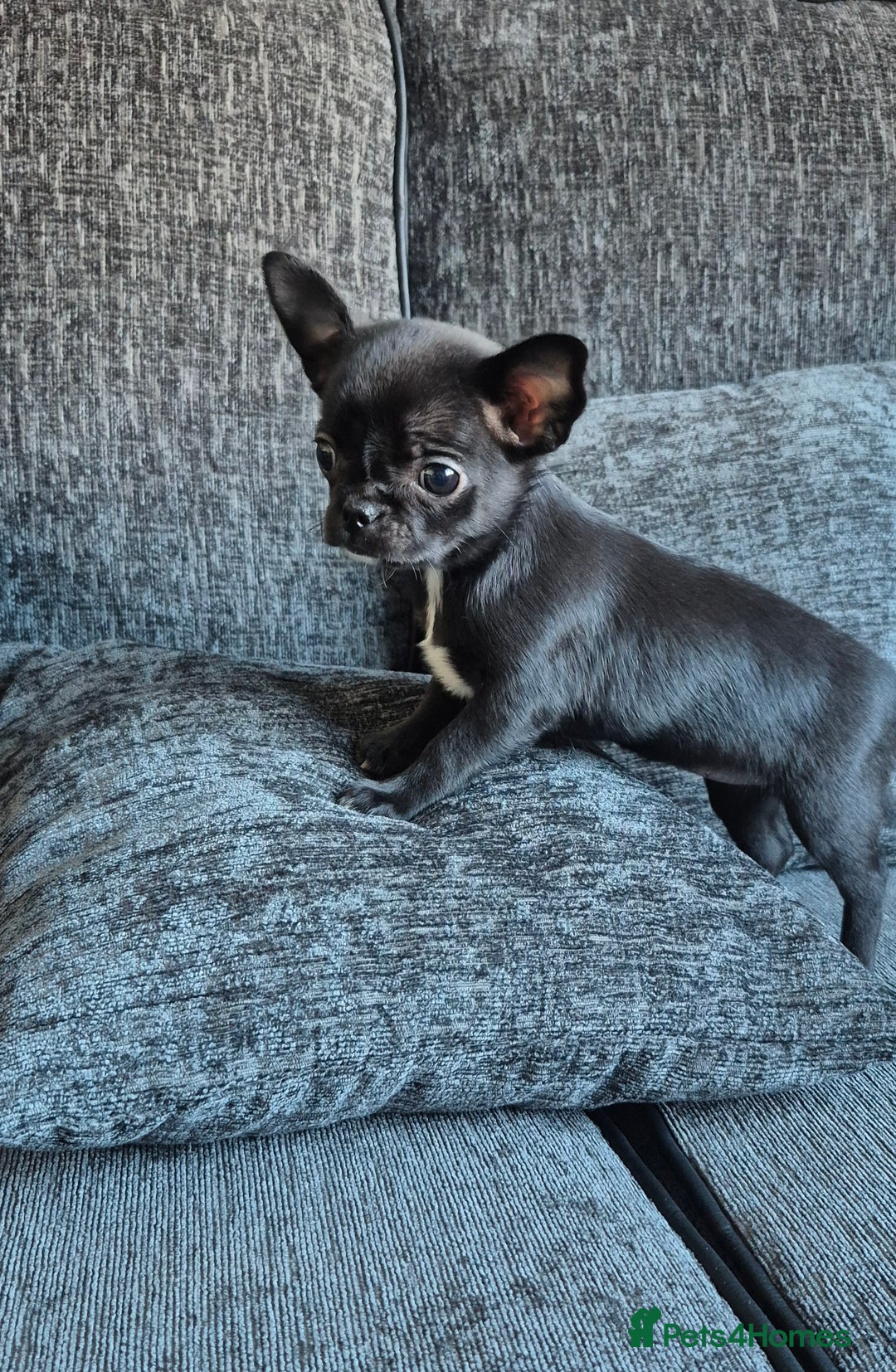 Chihuahua dogs for sale:  🐶 Stunning Chihuahua Puppies 🐶  - Advert 5
