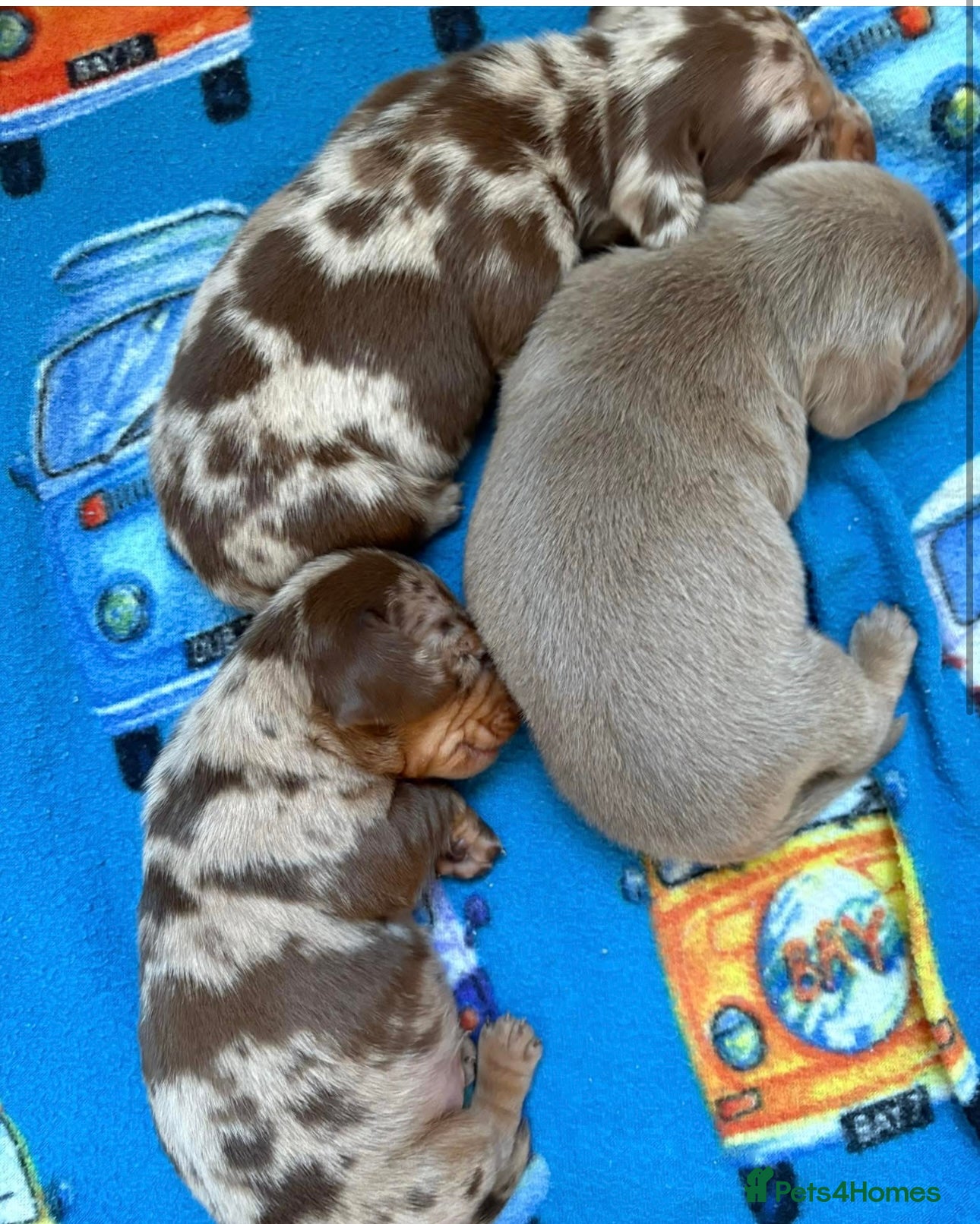 Miniature Dachshund dogs Pedigree PRA clear miniature dachshunds  - Advert 17