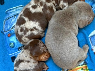 Miniature Dachshund dogs Pedigree PRA clear miniature dachshunds - Advert 3