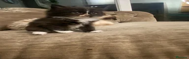 Ragdoll 2