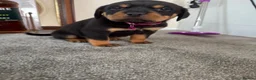 Rottweiler dogs for sale: 🐶🐾 Rottweiler puppies 🐾🐶 - Advert 9