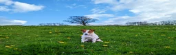 Jack Russell dogs for stud: Digby Jack Russell Stud in Crediton - Advert 2
