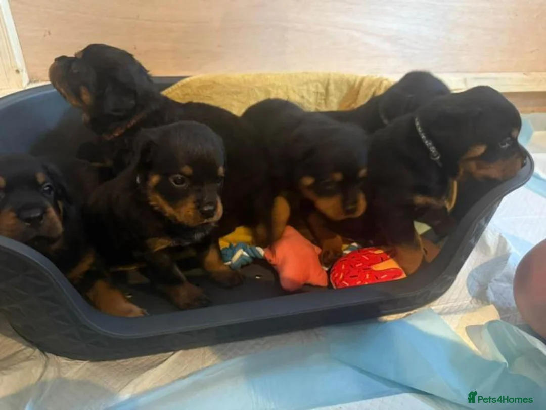 Rottweiler dogs for sale: Rottweiler Puppy for Sale - Advert 1