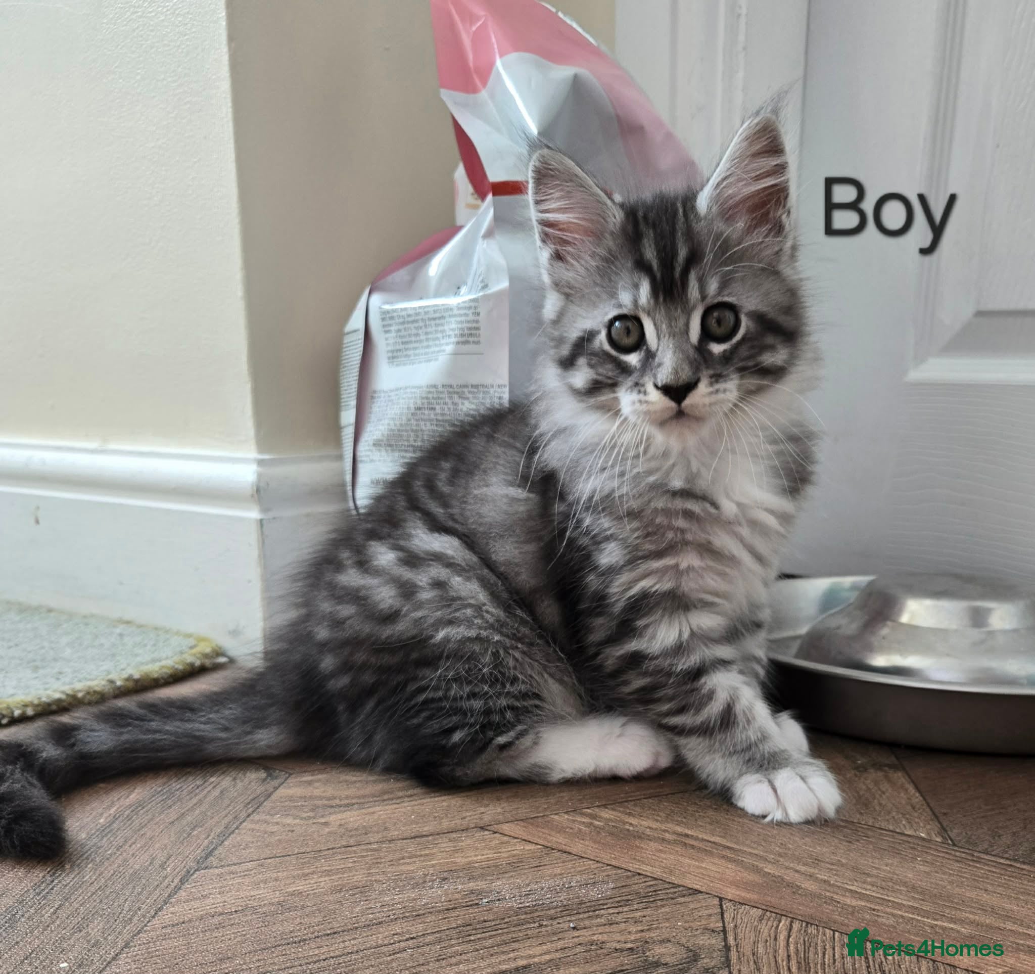Maine Coon cats 3 Maine Coon kittens. - Advert 11