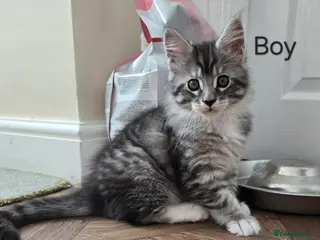 Maine Coon cats 3 Maine Coon kittens. - Advert 11