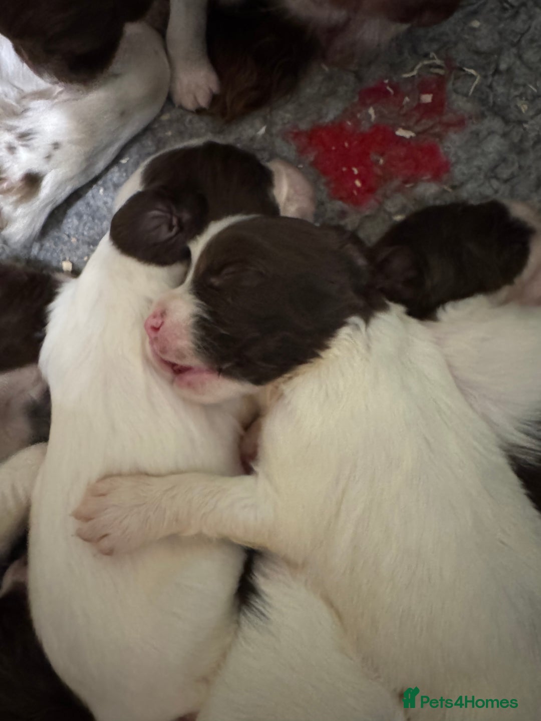 English Springer Spaniel dogs for sale: Springer Spaniel Pups - Image 5