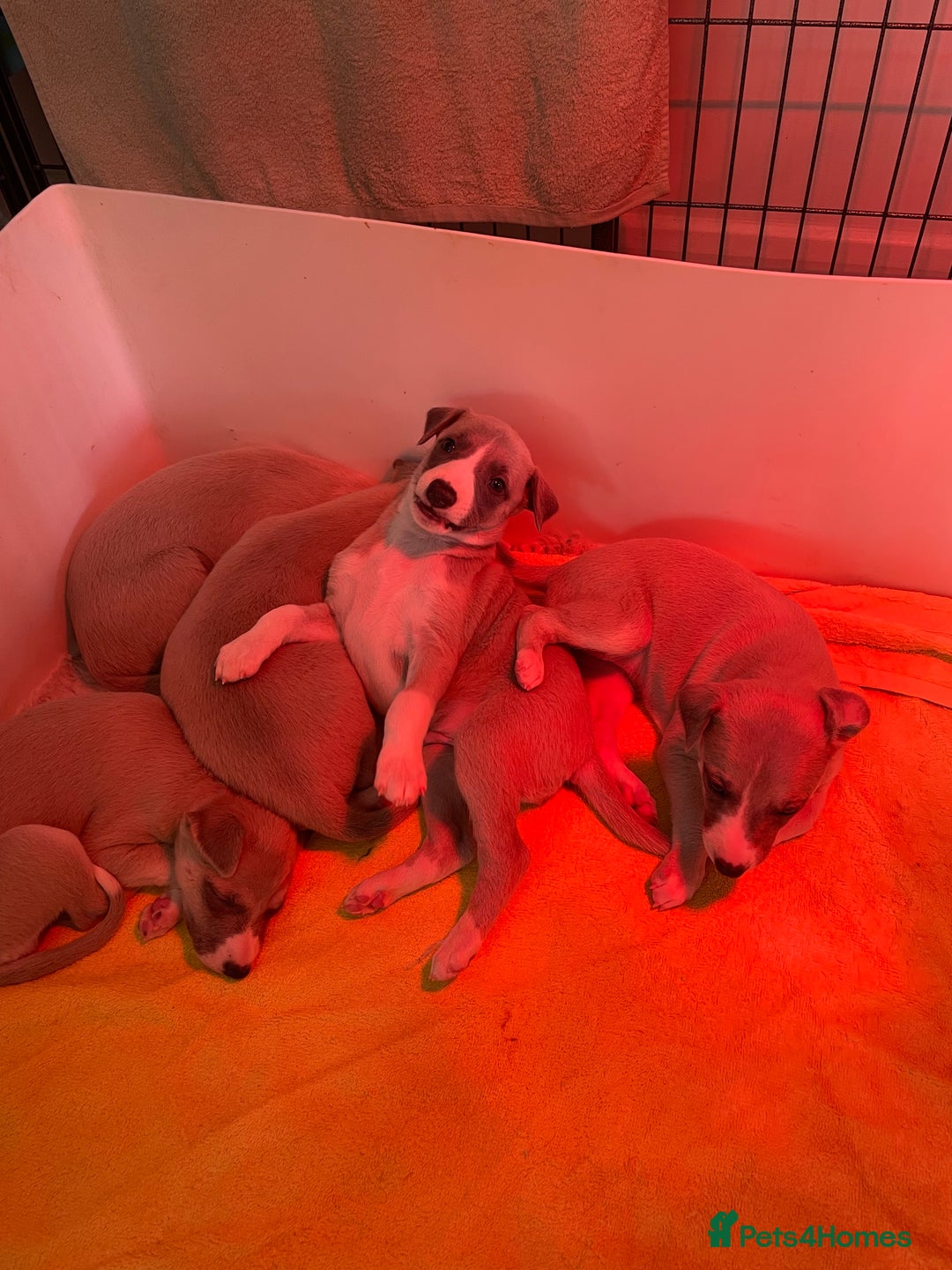 Whippet dogs for sale: Stunning whippet puppies - Advert 6