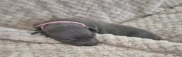 Italian Greyhound dogs for sale: Show standard KC reg Italian Greyhounds - Advert 13