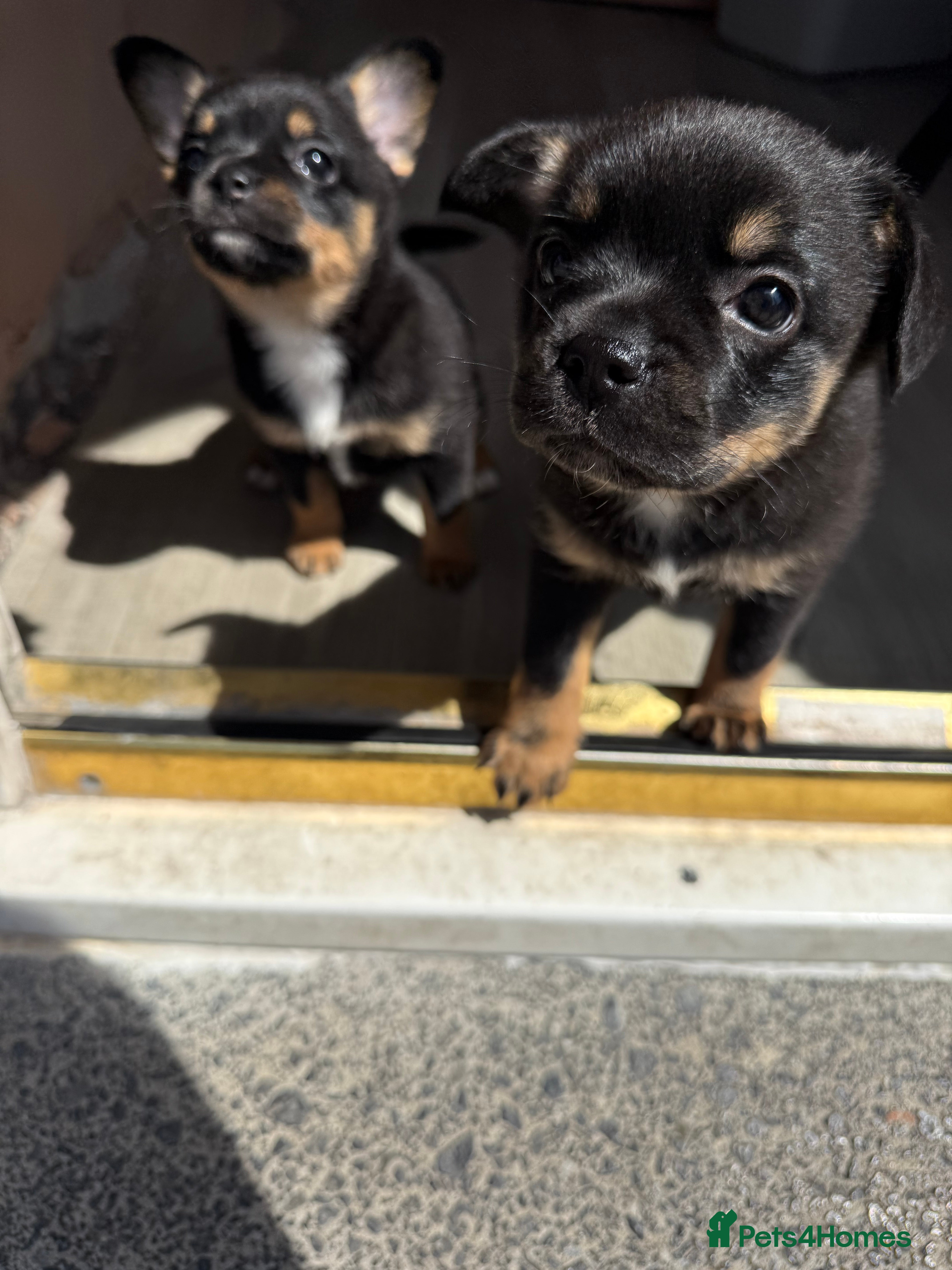 Mixed Breed dogs Stunning French Pomeranian puppies  - Advert 10