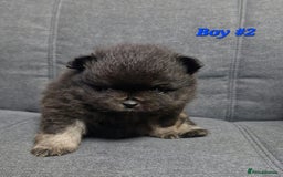 Pomeranian dogs for sale: Beautiful pomeranian puppies for sale 🥰 - Image 4