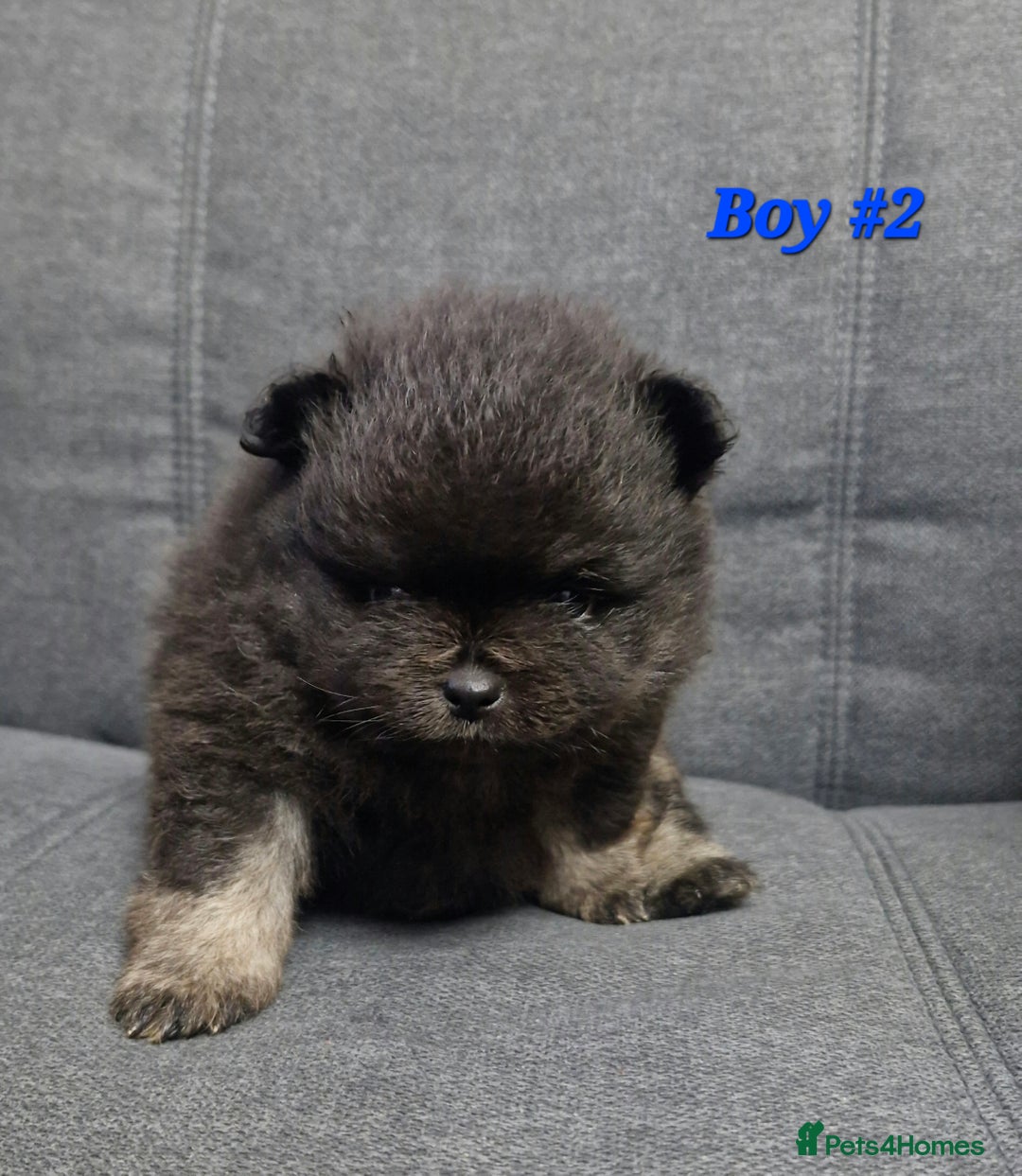 Pomeranian dogs for sale: Beautiful pomeranian puppies for sale 🥰 - Image 4
