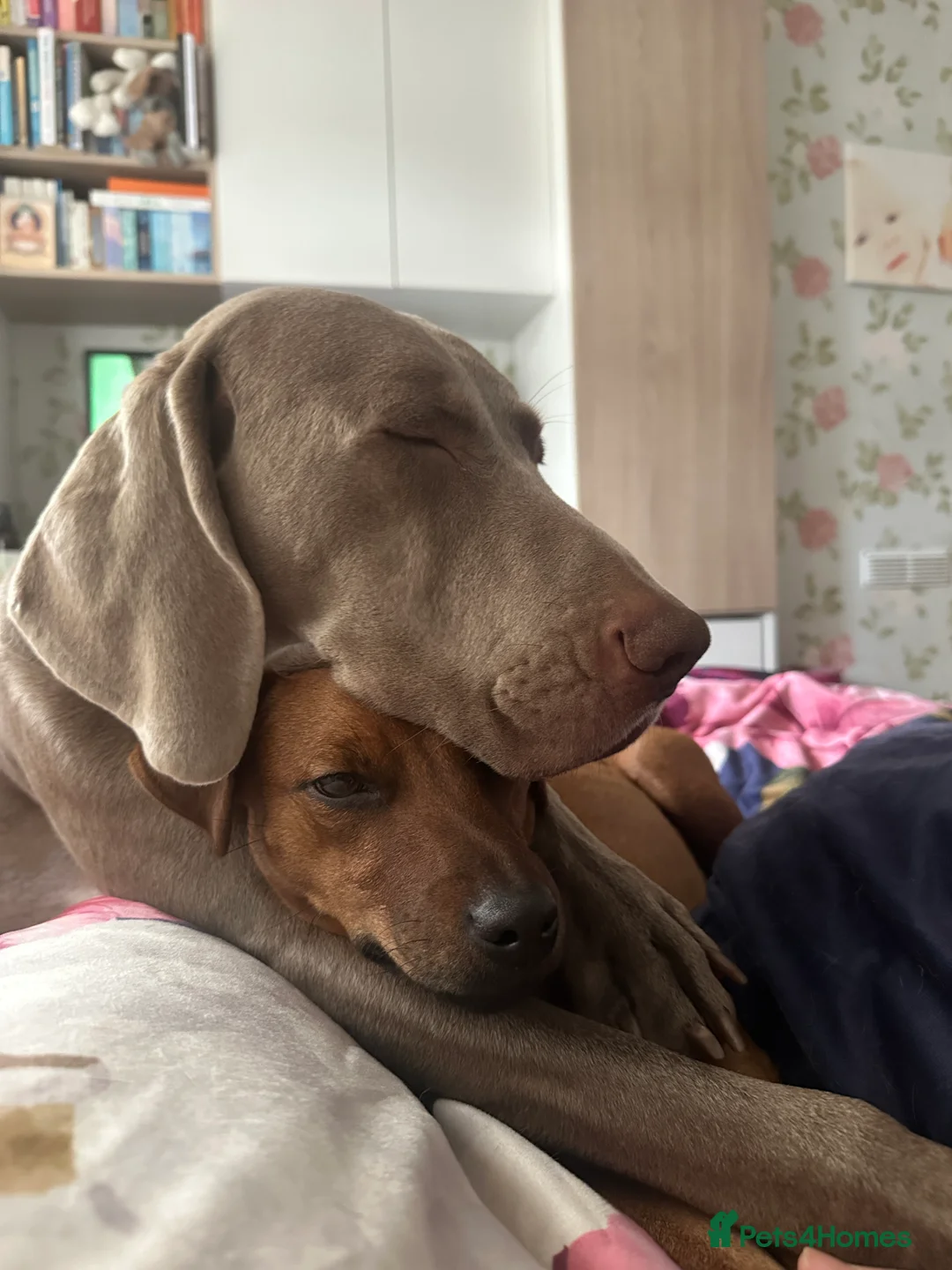 Weimaraner dogs for stud: KC Weimaraner for stud  - Advert 7