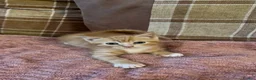 Mixed Breed cats for sale: 3 beautiful male kittens (dad is Persian)  - Advert 19