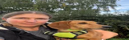 Mixed Breed dogs for adoption: ❤️🐶 MARLENE & 💙🐶 BOYCIE – TWO LITTLE SOULMATES in Lichfield - Advert 18
