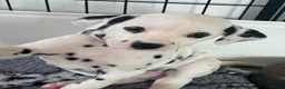Dalmatian dogs for sale: Exceptional Litter. 2 Boys Remaining  - Advert 6