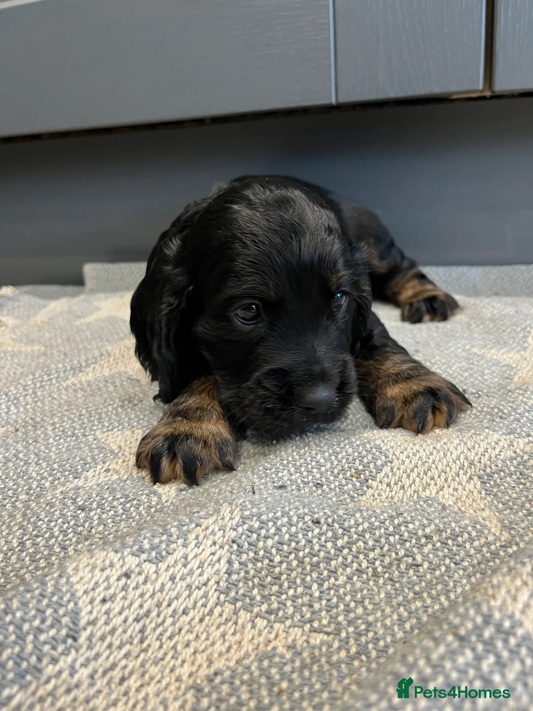Cocker Spaniel dogs for sale: KC working cocker spaniel puppies  - Advert 8