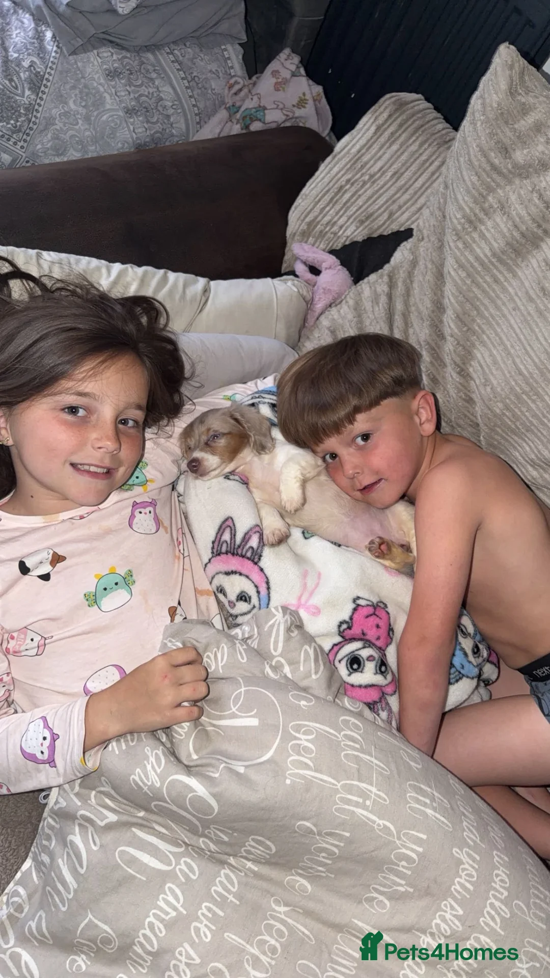 Miniature Dachshund dogs for sale: Pied Long haired female dachshund puppie  - Advert 2