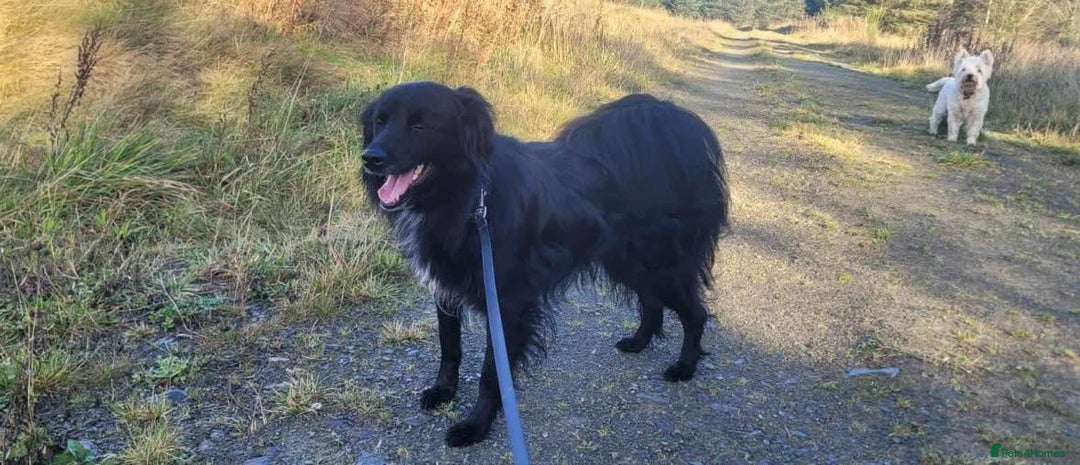 Mixed Breed dogs for adoption: Meet Nero - Advert 4