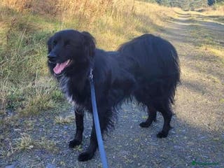 Mixed Breed dogs Meet Nero - Advert 1