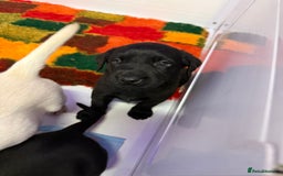 Labrador Retriever dogs for sale: Black pedigree Labradors only 3 girls available  - Image 12