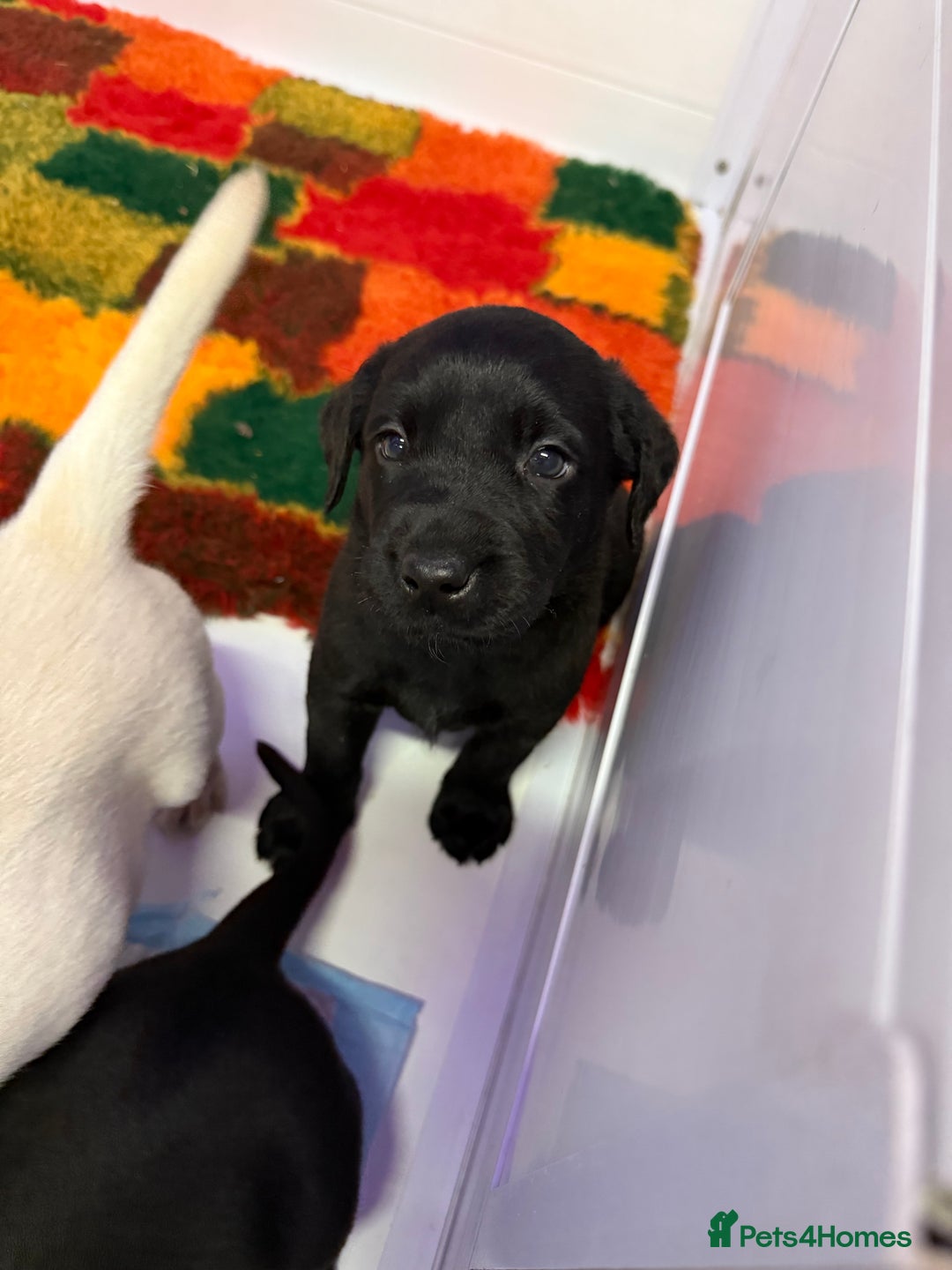 Labrador Retriever dogs for sale: Black pedigree Labradors only 3 girls available  - Image 12