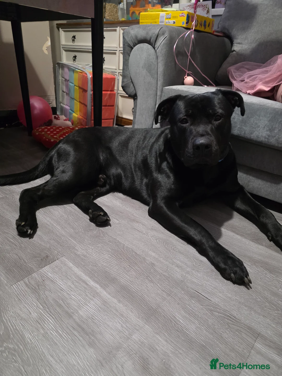 Mixed Breed dogs for sale: German shepherd x staff male - Advert 1