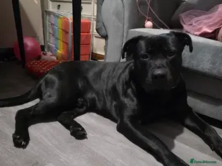 Mixed Breed dogs German shepherd x staff male - Advert 2