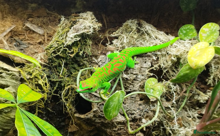 Gecko reptiles - Advert 8