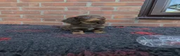 Miniature Dachshund dogs for sale: KC REGISTERED BEAUTIFUL MINIATURE LONGHAIRS - Advert 5