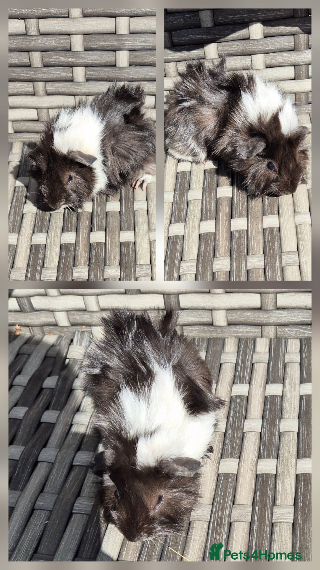 Guinea Pig rodents for sale: Baby Funky Guinea Pigs - Image 3
