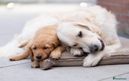 Golden Retriever dogs for stud: Fully health tested therapy dog  - Image 20